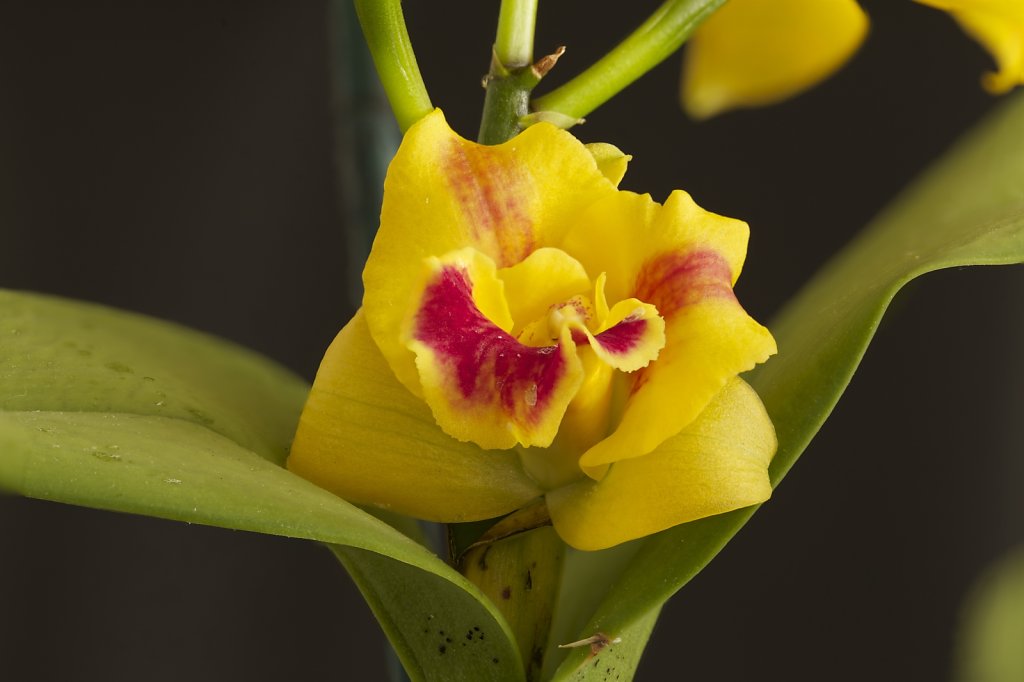 Yellow Orchid Focus Stack