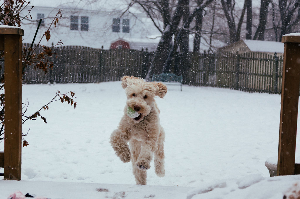 Cody Bounds Through the Snow
